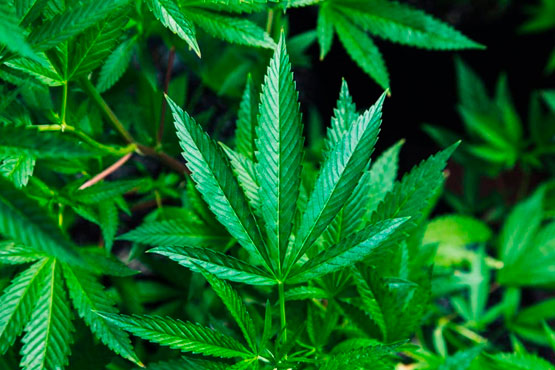 Tratamiento de adicción cannabis madrid