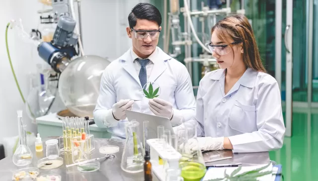 Dos investigadores analizando una hoja de cannabis en un laboratorio, rodeados de tubos de ensayo y material científico.