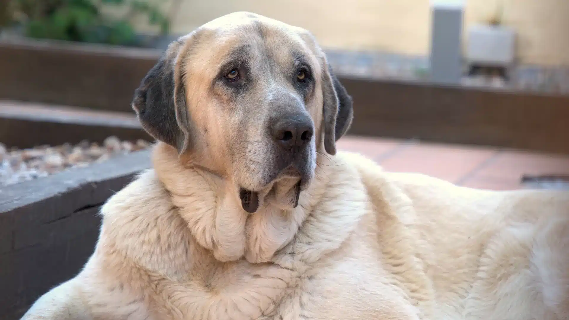 La compañía animal en el proceso terapéutico: el perro del Centro Árbor Perro grande de aspecto tranquilo tumbado en el patio del Centro de Desintoxicación Árbor en Soto del Real, Madrid.